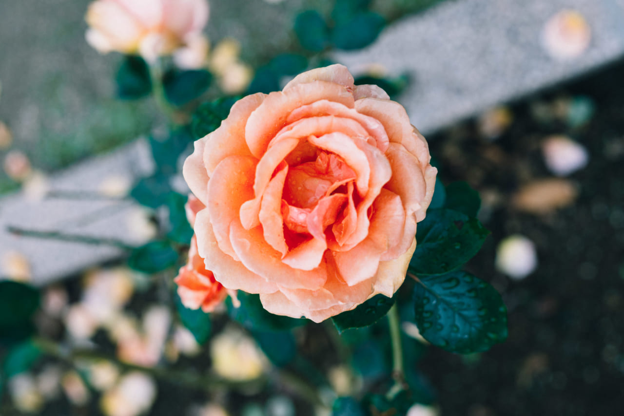 かつおさんが撮影された埼玉県・伊奈町