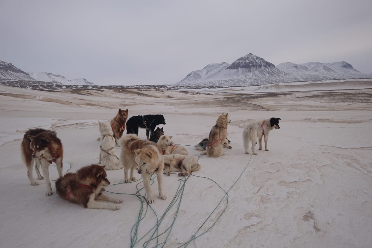 第５回 犬ぞりという乗り物 極夜は明けて 角幡唯介さんの次なる冒険 角幡唯介 ほぼ日刊イトイ新聞