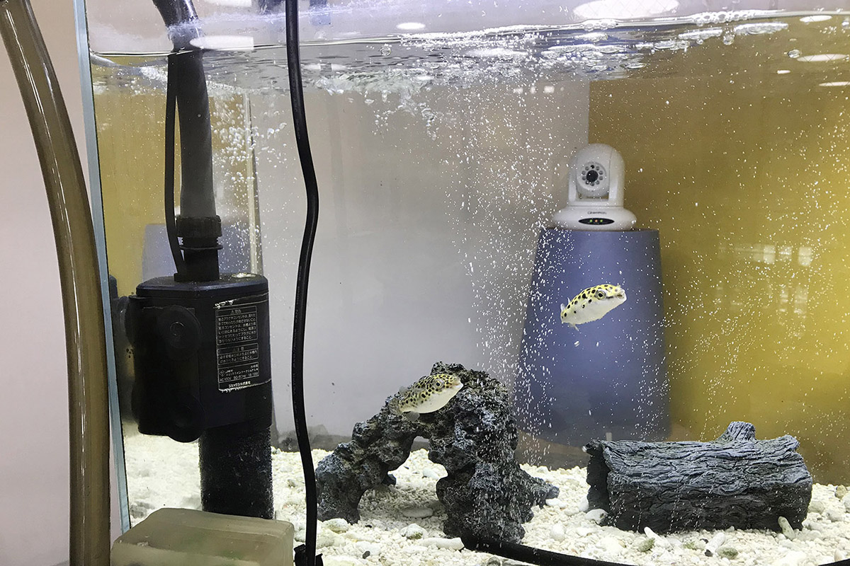 ▲今日もフグは元気です。