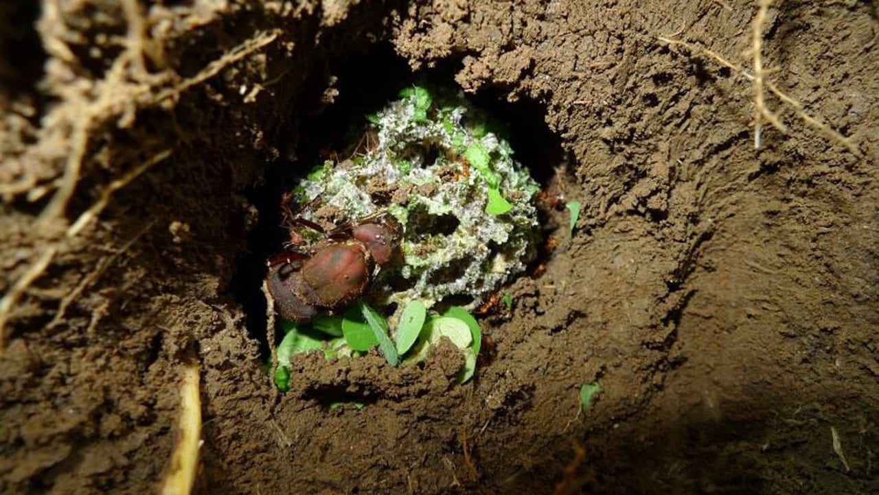 写真・ハキリアリの女王