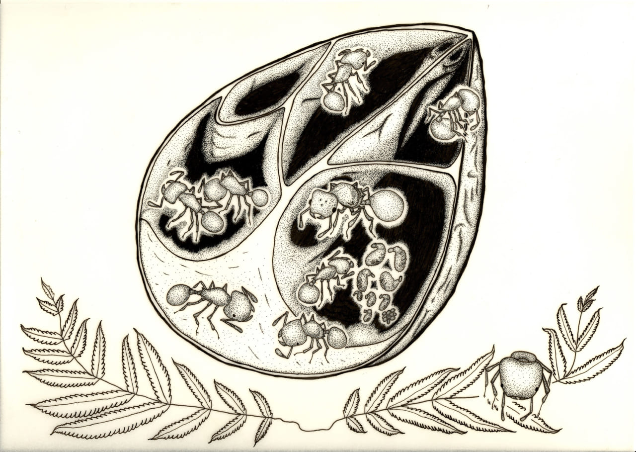 絵・カドフシアリ