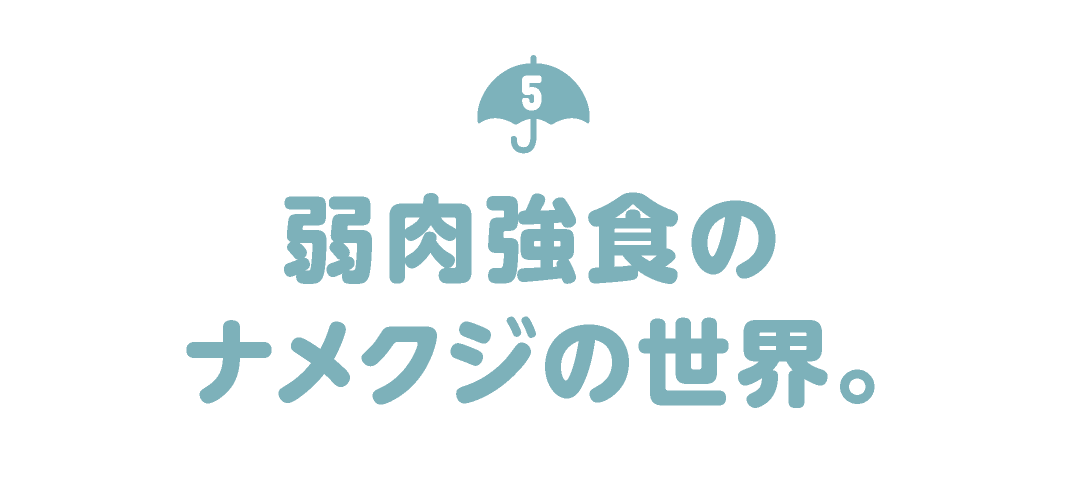 第5回 弱肉強食のナメクジの世界。