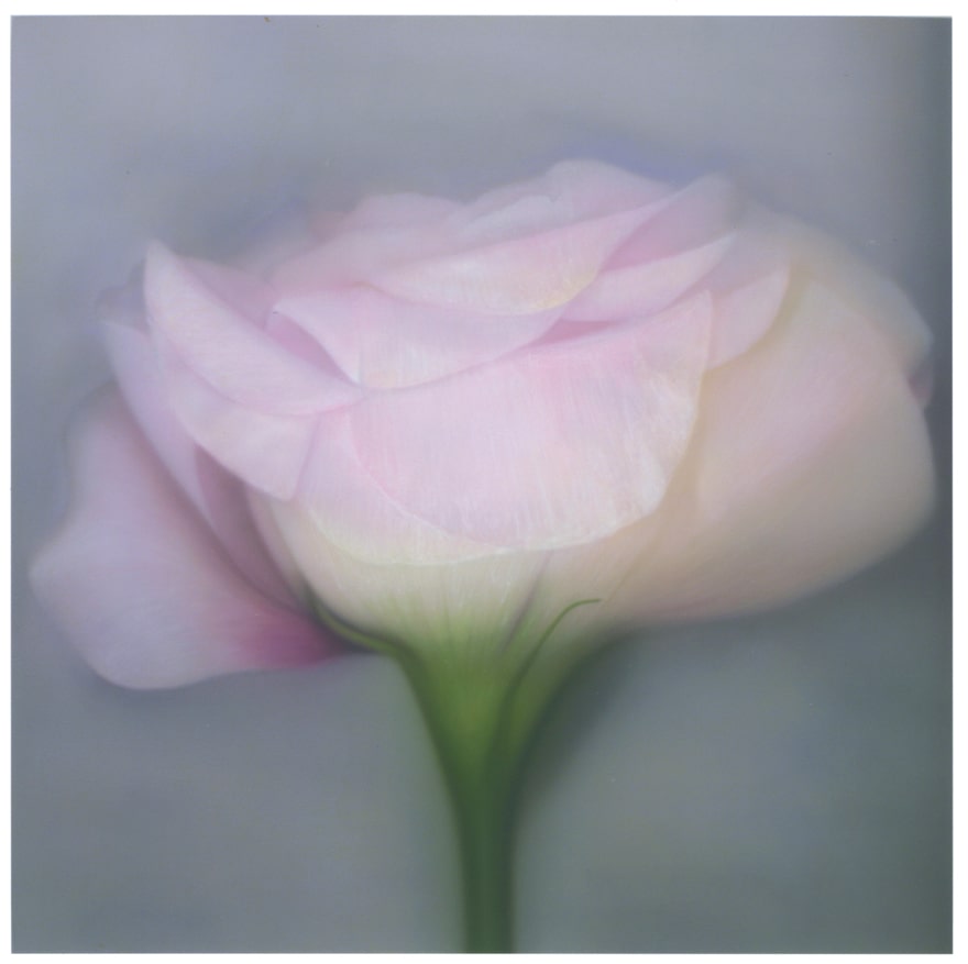 『世界に一つだけの花』　2003年制作　アクリル絵具／キャンバス　116.7×116.7㎝