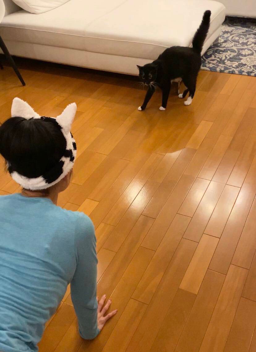 ▲猫耳・藤あや子さんをマルくんが威嚇。