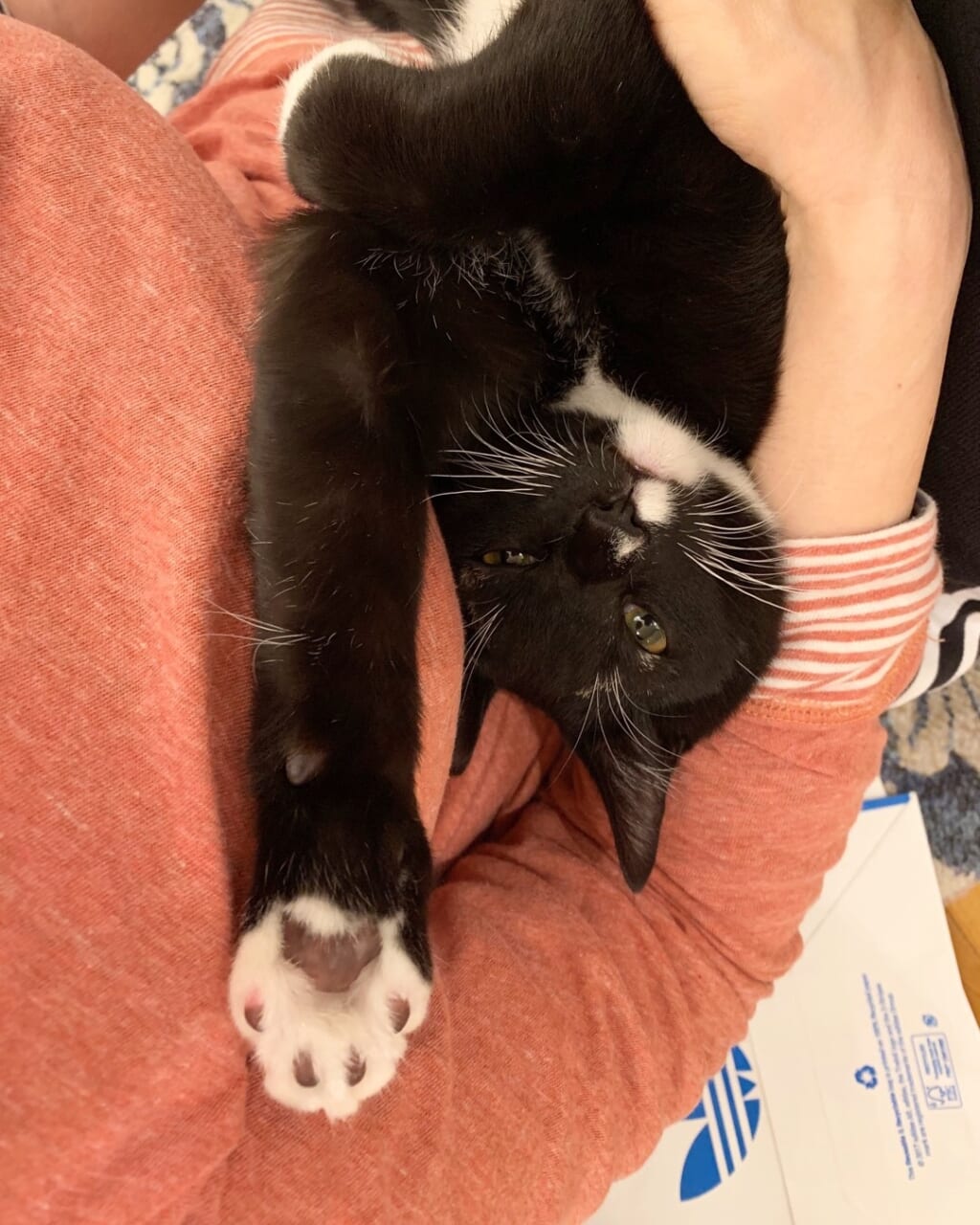 ▲オフィシャルブログ「あや子日記」より