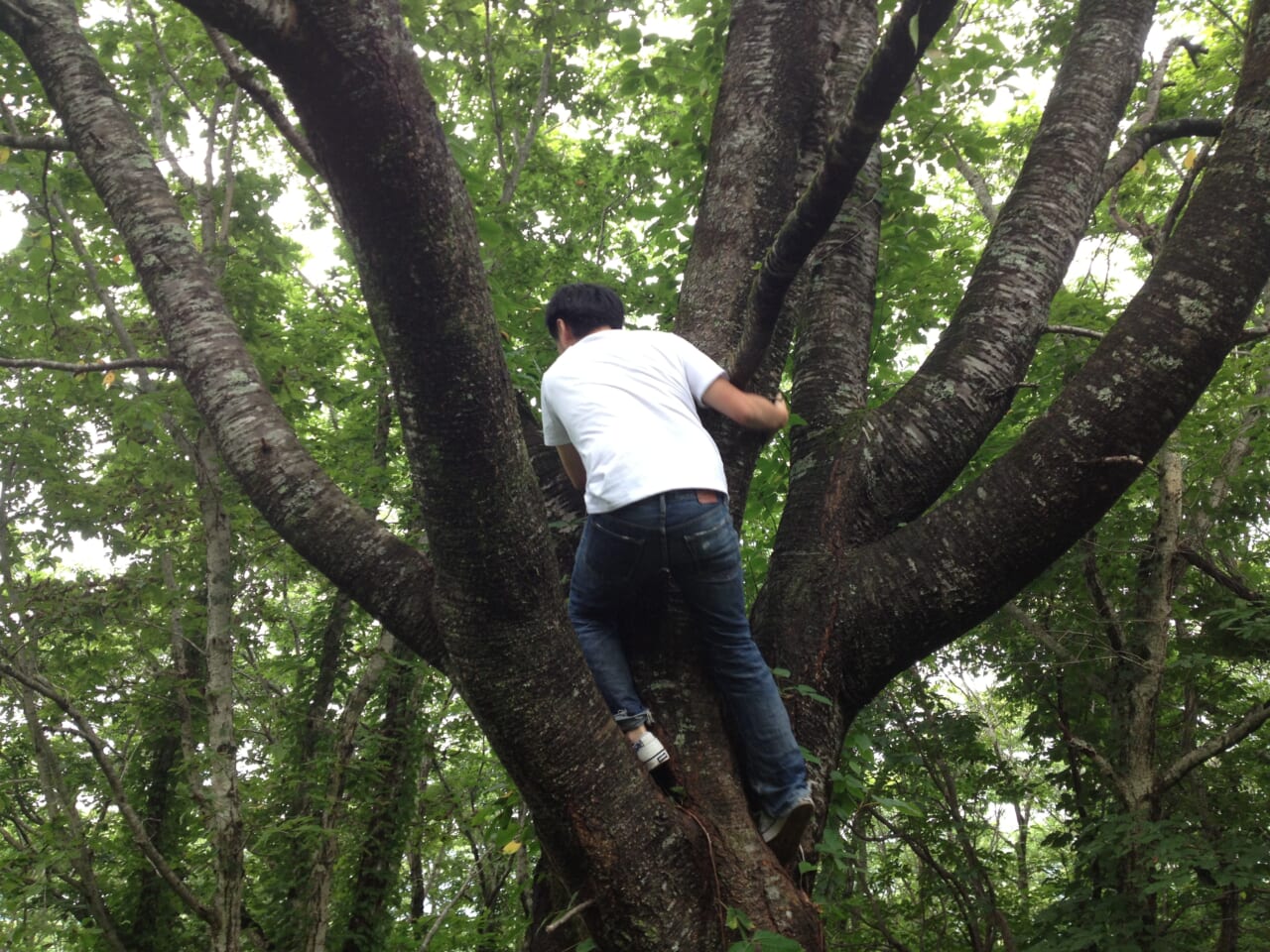 2013年7月1日。東北ツリーハウス観光協会をスタート。ツリーハウスに適した木を探しに行く。木登りもする。