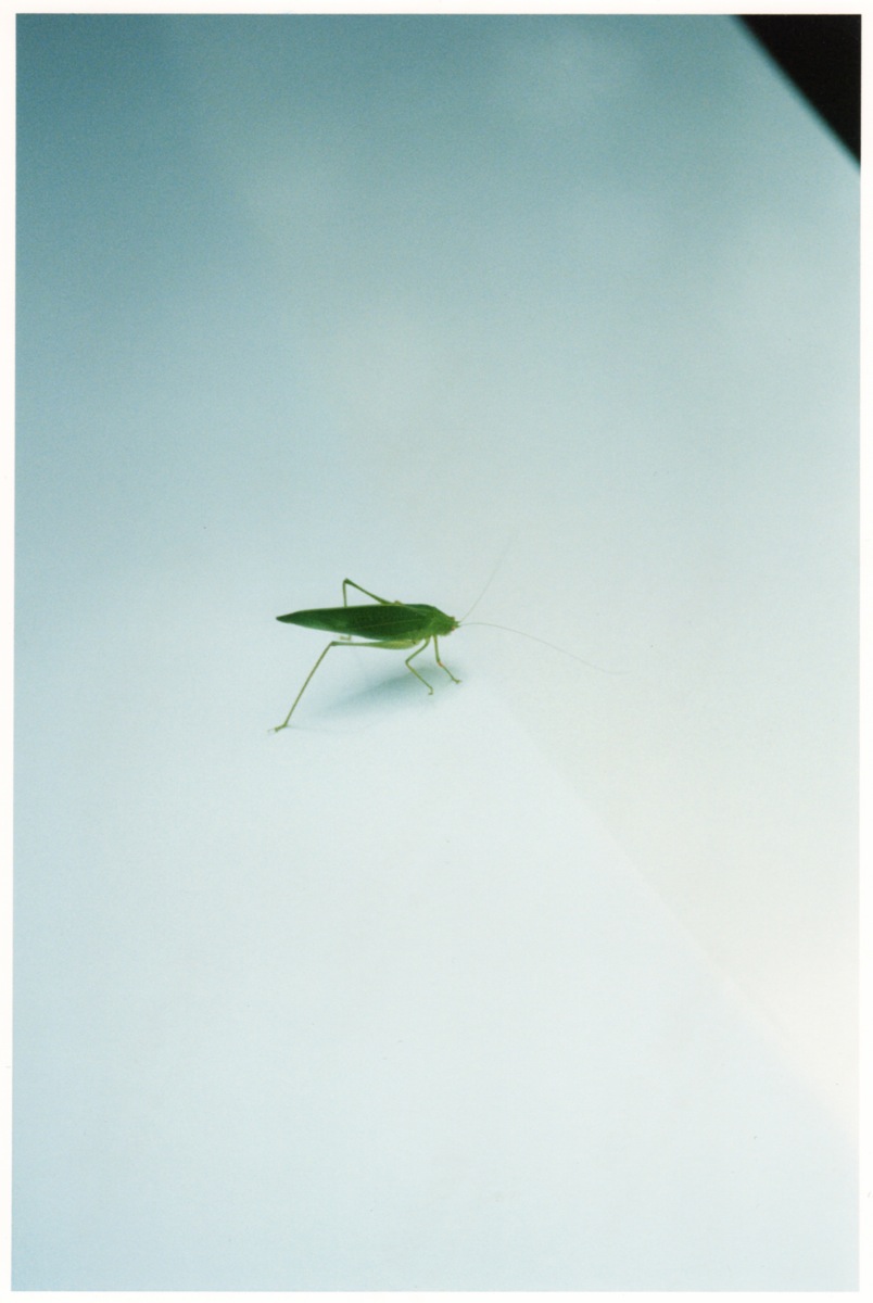 大森克己「sounds and things」より『プリウスの上のバッタ / 長崎, 2013』