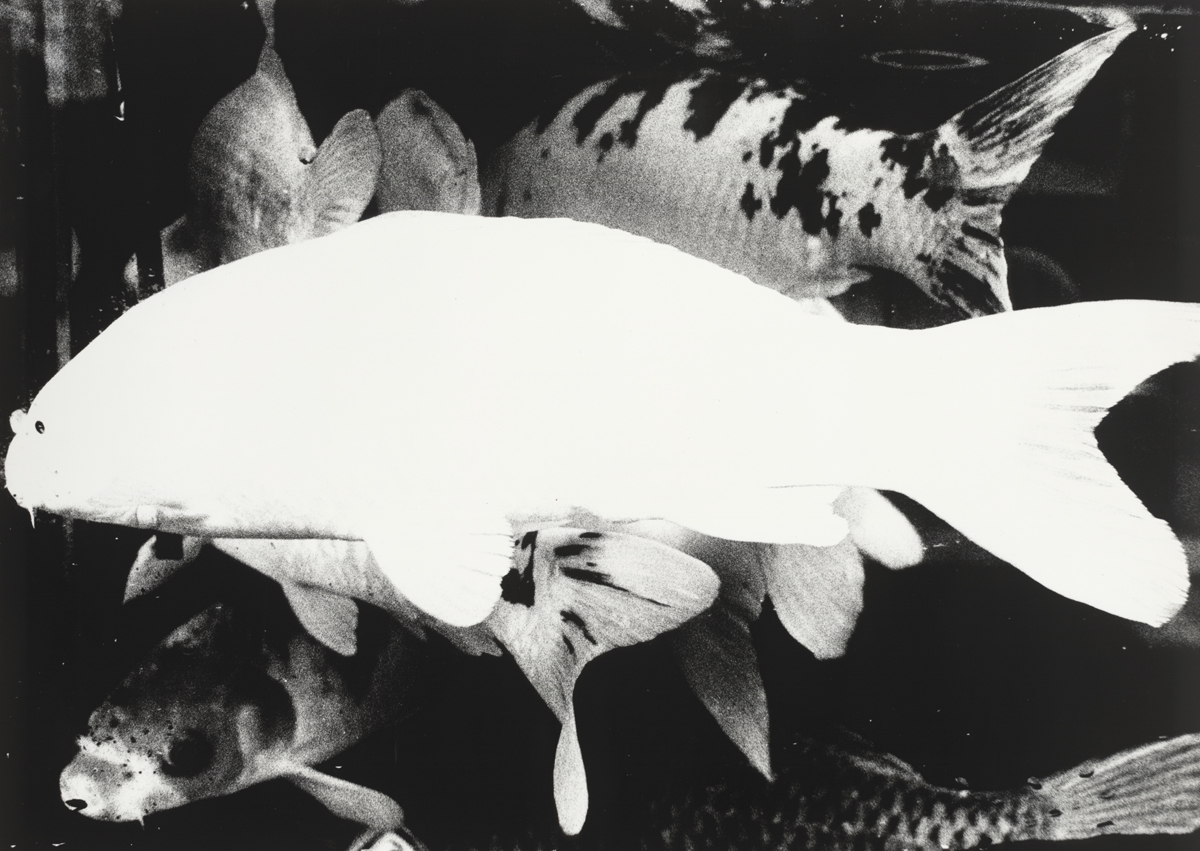 森山大道　日本三景 その2「安芸の宮島」