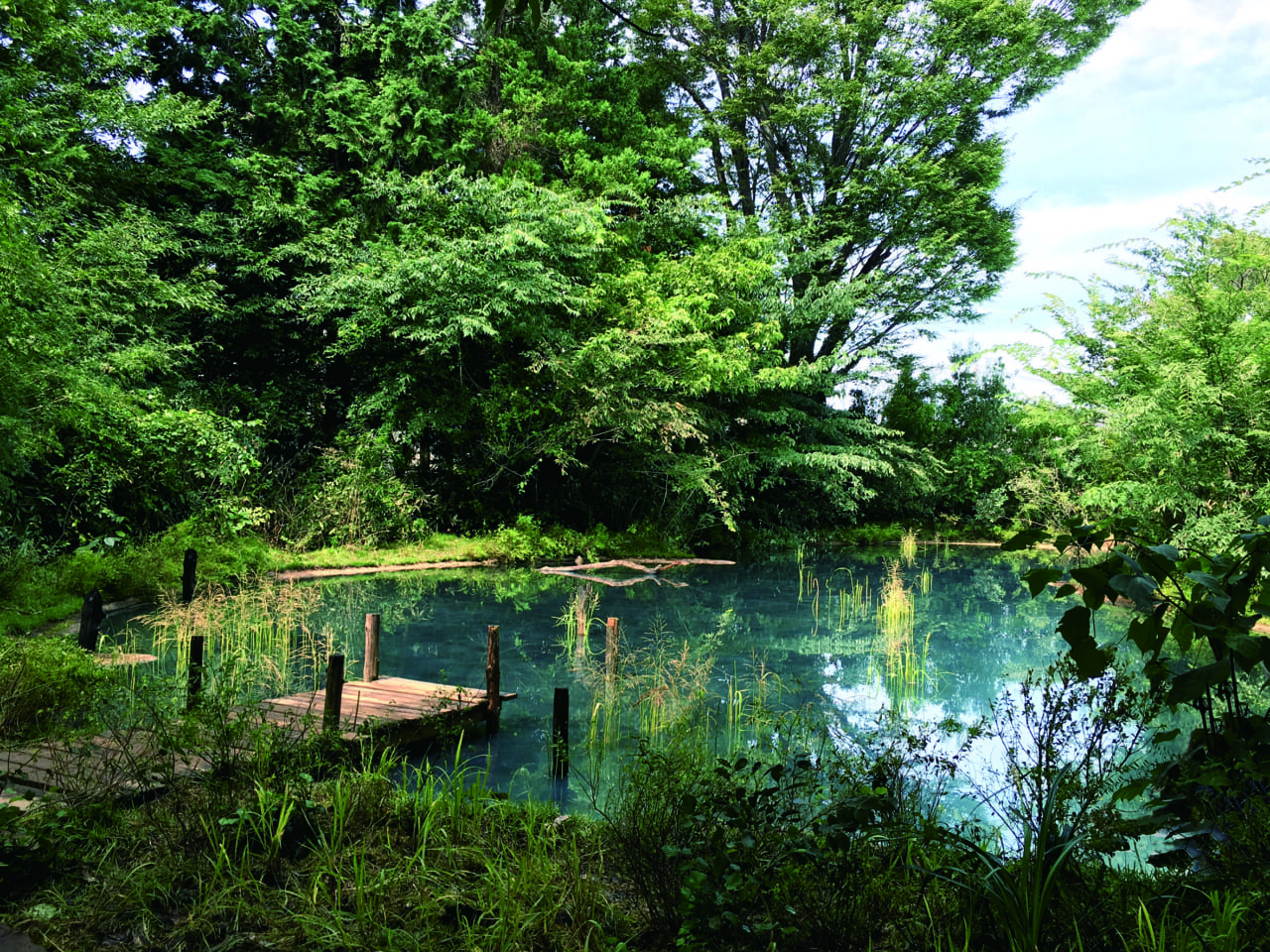 一面の沼‥‥と思いきや、じつは「水面」ではなく「鏡面」。

タイトル：Elemental Detection
制作：2016 年
さいたまトリエンナーレ 2016参加作品／

Elemental Detection
Year：2016
Saitama Triennale 2016