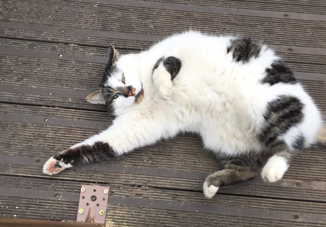 ▲まるまるとした猫がいました。