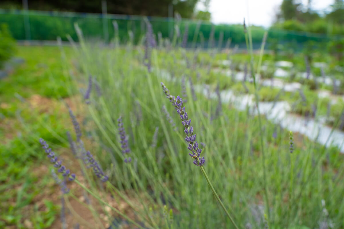 ▶ラベンダー畑があるエリア。