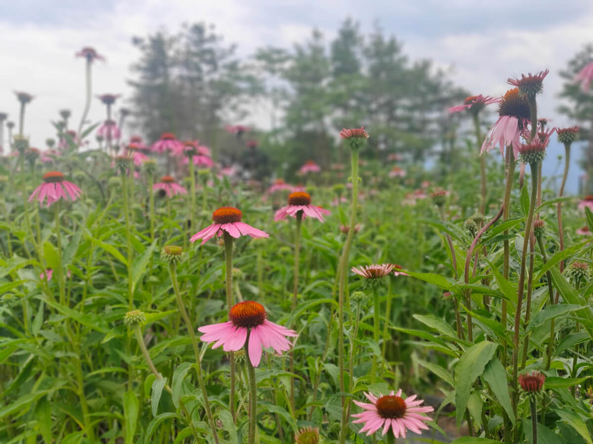 ▶満開のエキナセア。