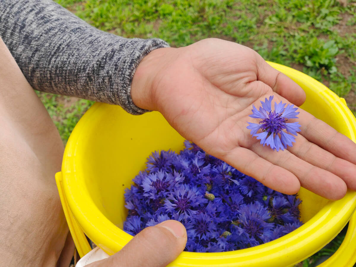 ▶コーンフラワー。さわやかな辛味が、鼻に抜けます。