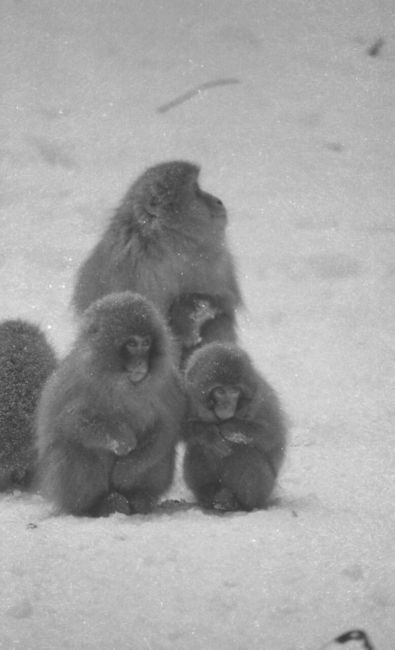 ⓒshoichi_kudo_aomori