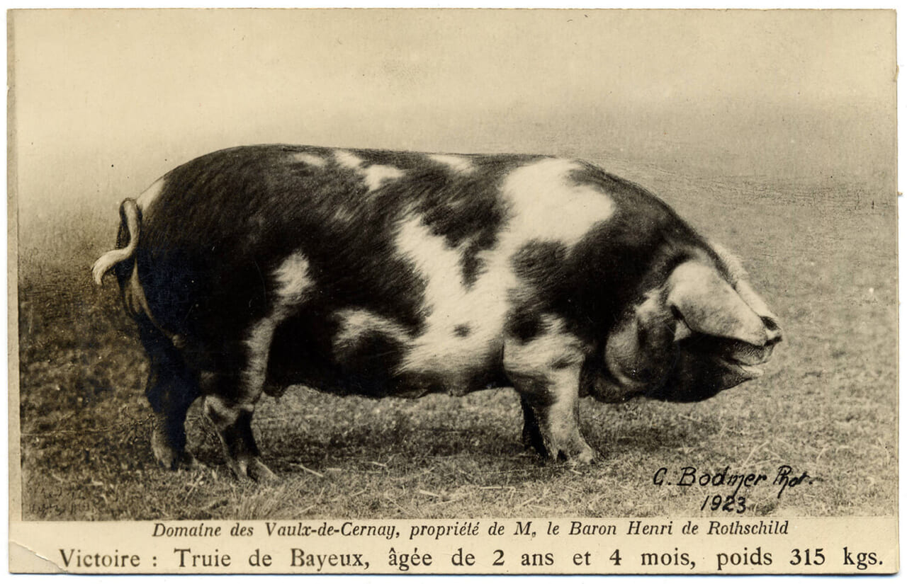 ポンポン旧蔵絵はがき「バイユーの牝豚」　群馬県立館林美術館
