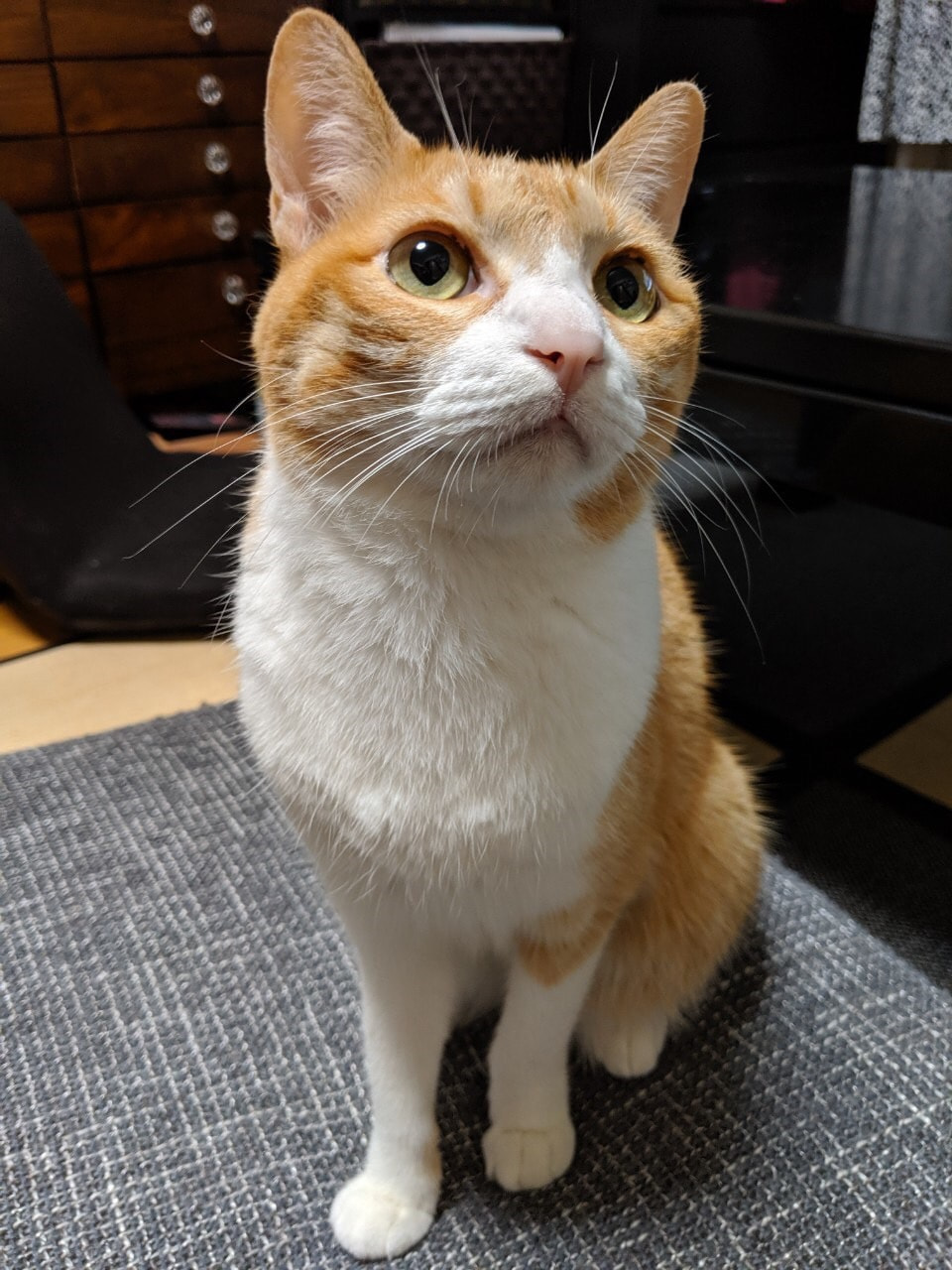 ▲モネちゃん（８歳）。埼玉の実家で暮らしている。