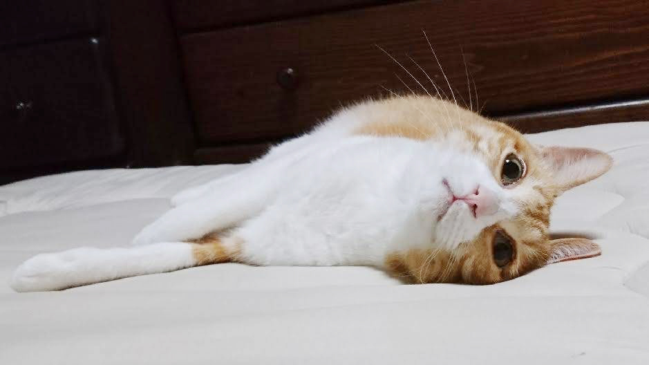 ▲それでも、かわいい。