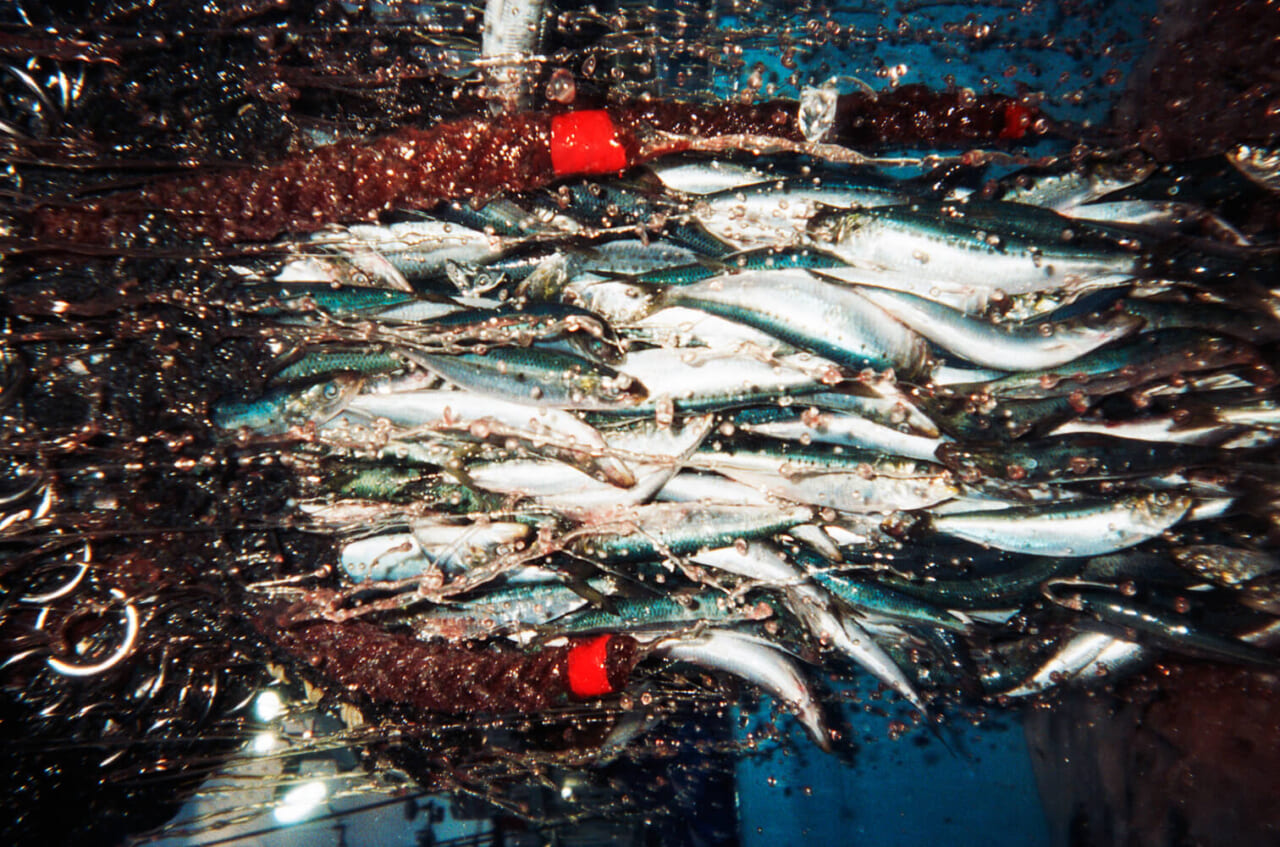 気仙沼漁師カレンダー（2019）