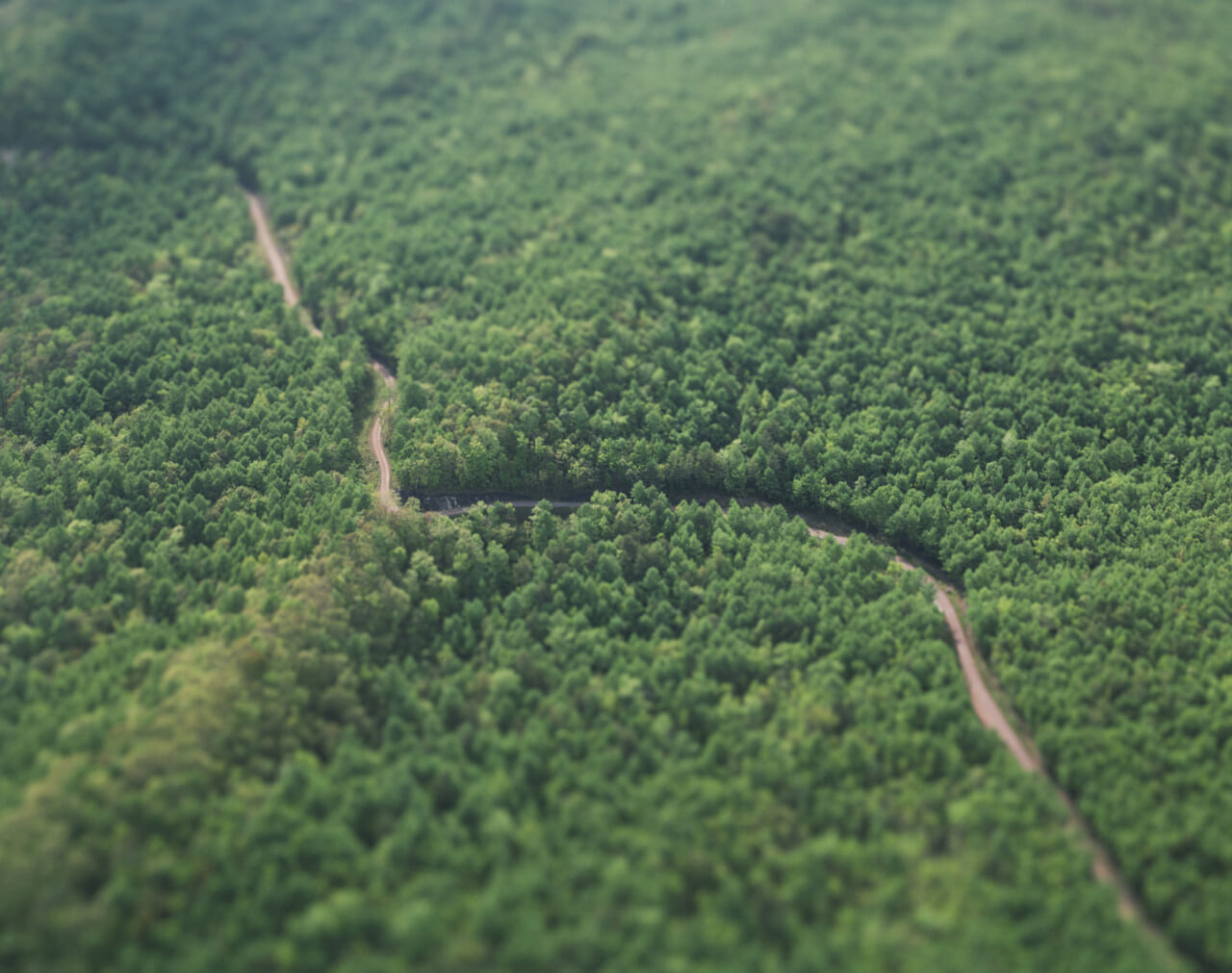 《forest, Hokkaido》2015（plastic natureシリーズより） © Naoki Honjo