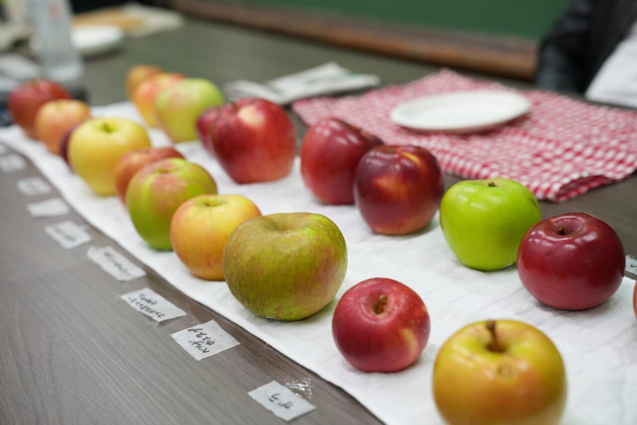 ▲日本産で、夏が旬のりんごは少ないです。