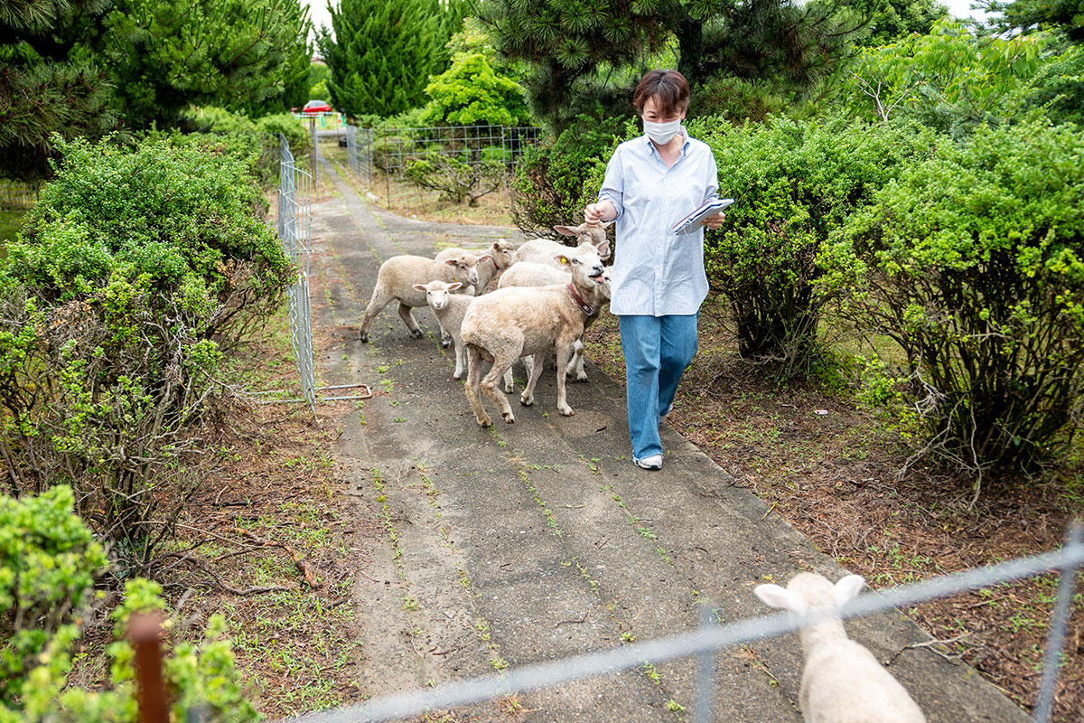 ▲三星毛織の敷地には、羊を放し飼いにしているエリアも。