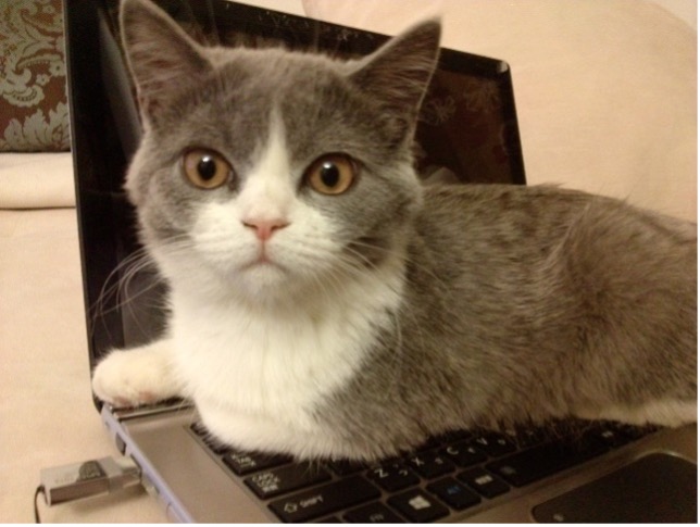 妻がパソコンで作業をしていると、キーボードに覆いかぶさるのが常だった