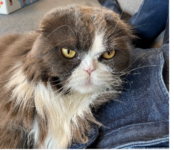 ソファで昼寝をしているときまってサーニャが覆いかぶさってくる