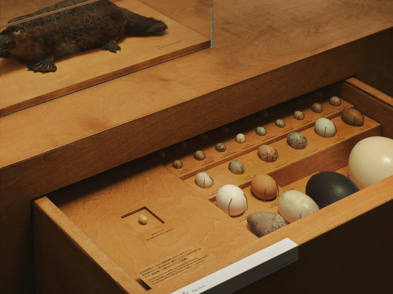 写真　岡庭璃子