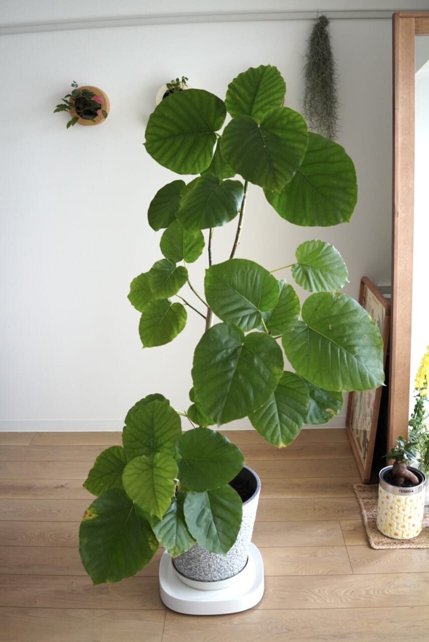 ▲きょん家のウンベラータ。