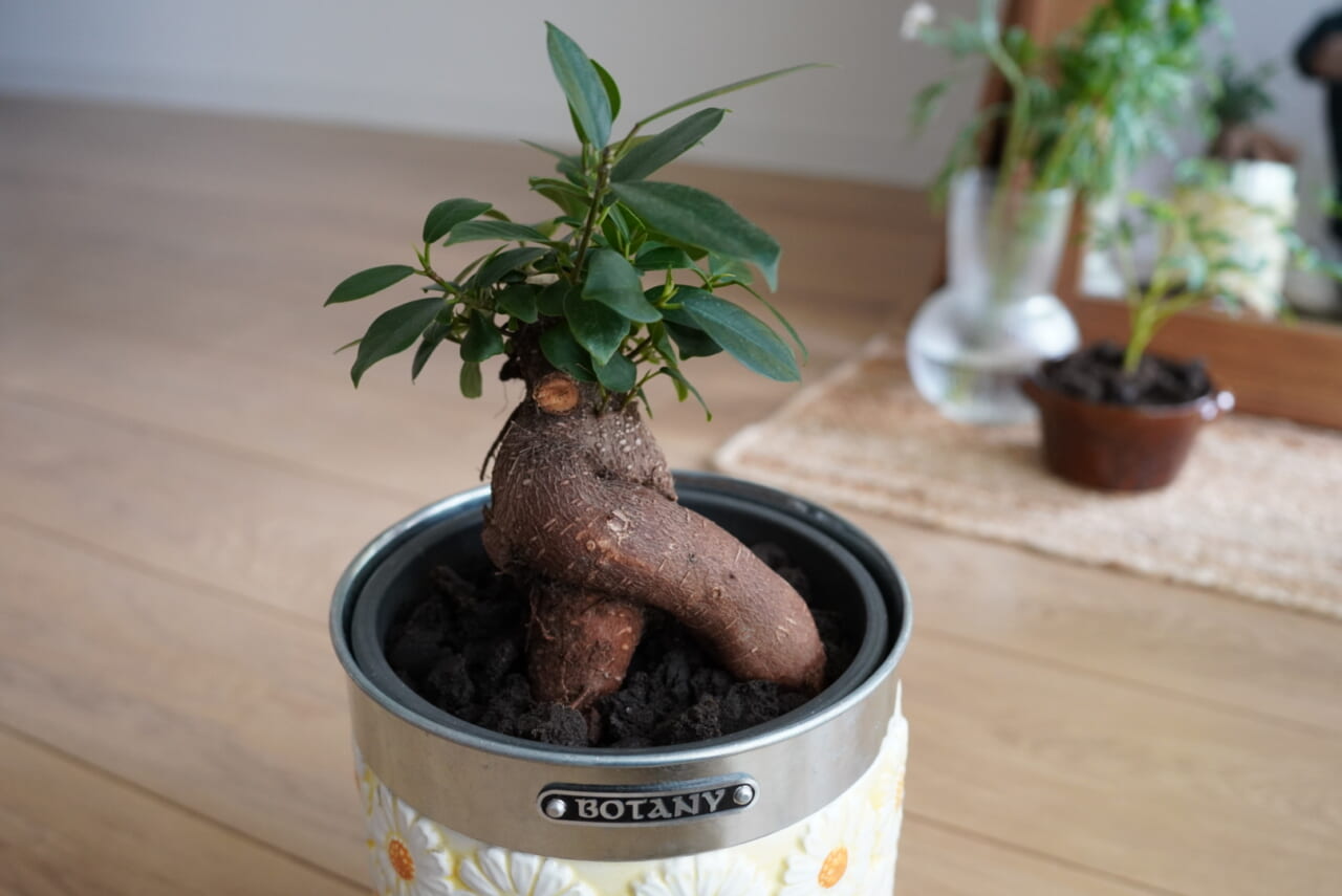 ▲ガジュマル。「土偶みたい」ときょんちゃんは言います。