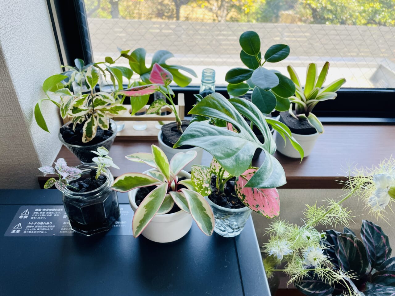 ▲ほとんどの室内の植物はフューチャーソイルで育てています。