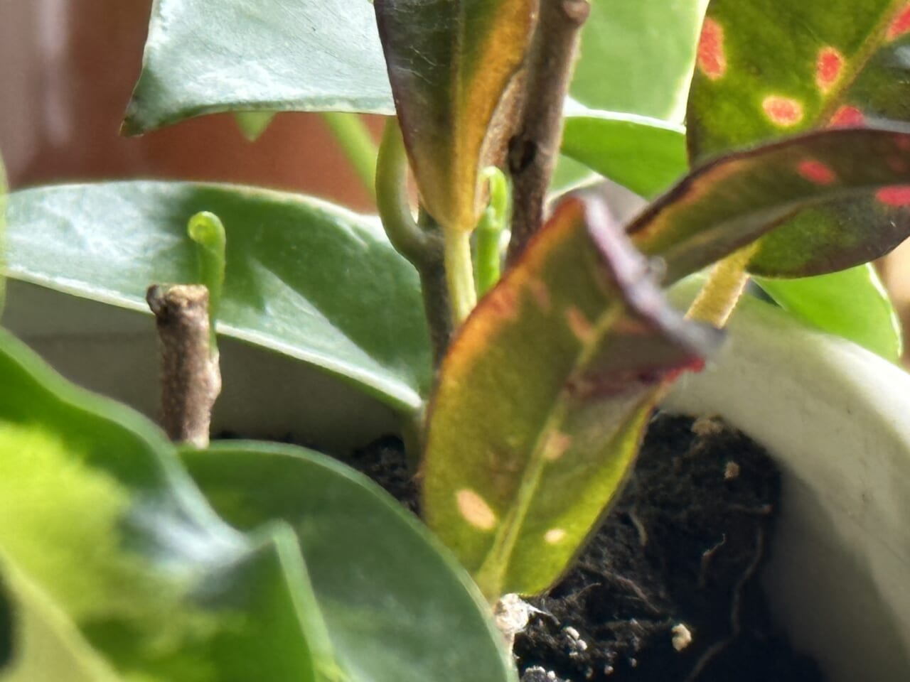 ▲枯れたように見える枝からくるくると新芽が出てきています。