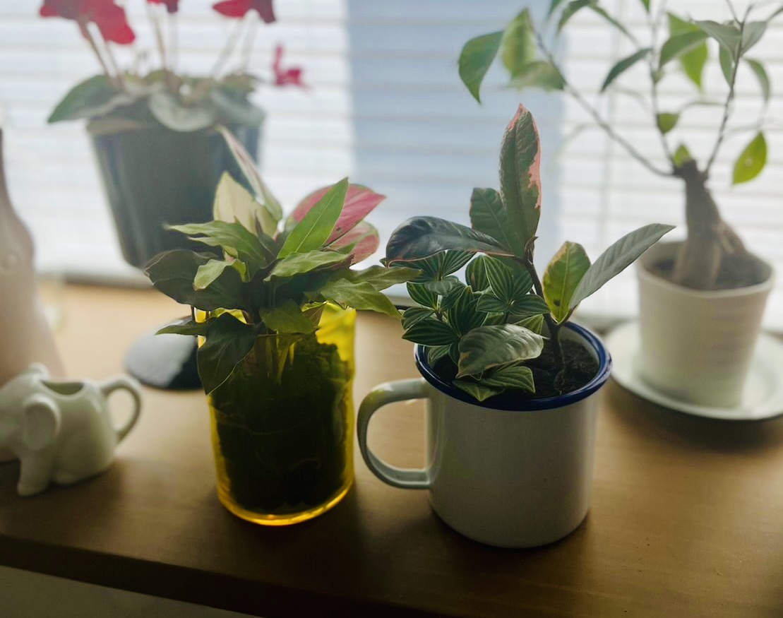 ▲おーたさんのフューチャーソイル植物。マイカップでかわいい。