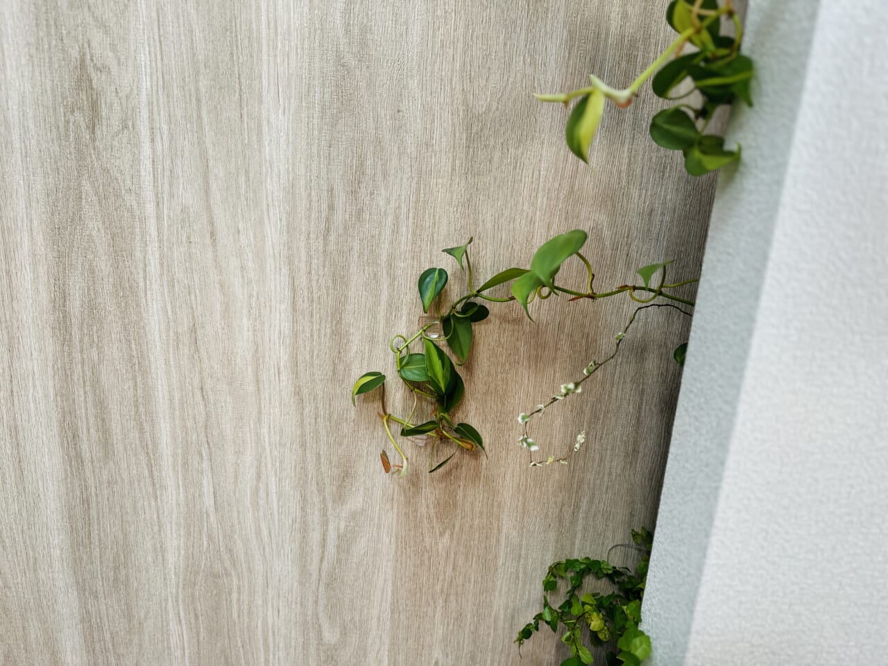 ▲軽いので隙間に置き、コマンドフックでつるを天井に這わせています。