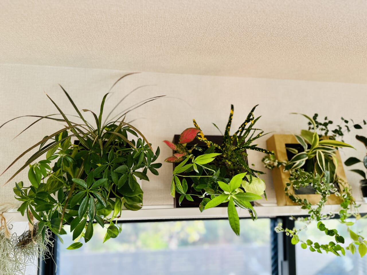 ▲最初に買ったフレームは左端。いまではわっさわっさになっています。