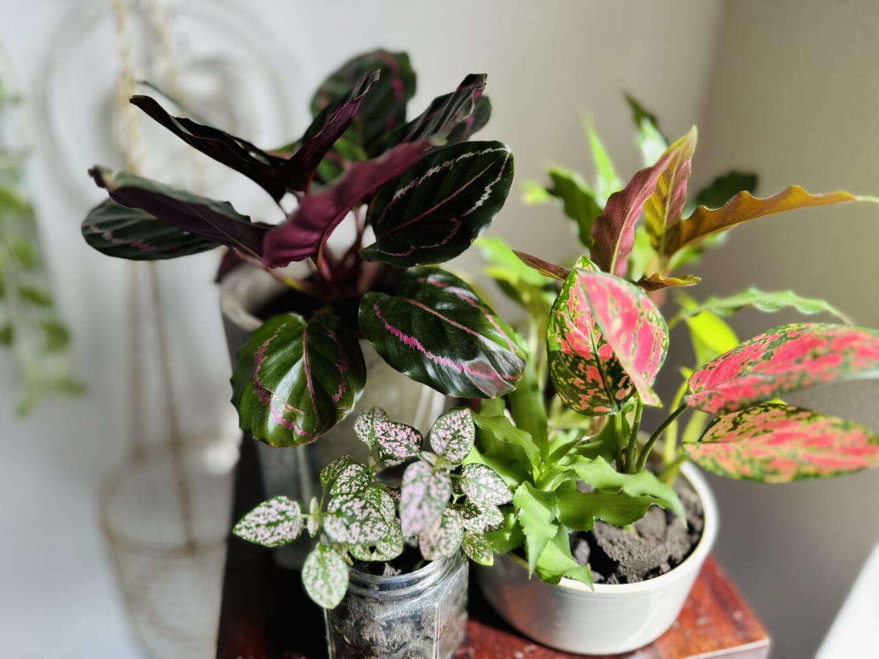 ▲色つきの葉っぱは、お花のように華やか。