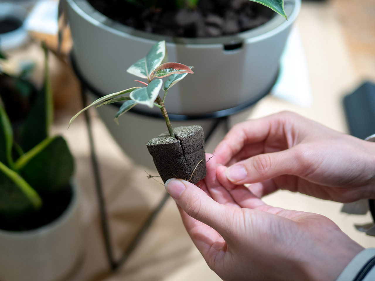 ▲これがひと苗。フューチャーソイルに根づいて販売されています。