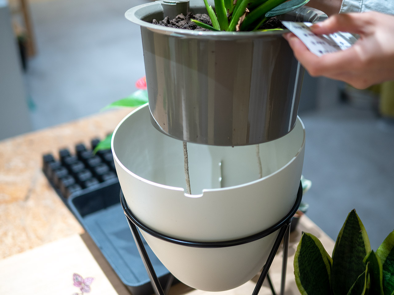 ▲下に垂れた紐が水を吸い上げ、フューチャーソイル全体に行き渡らせます。