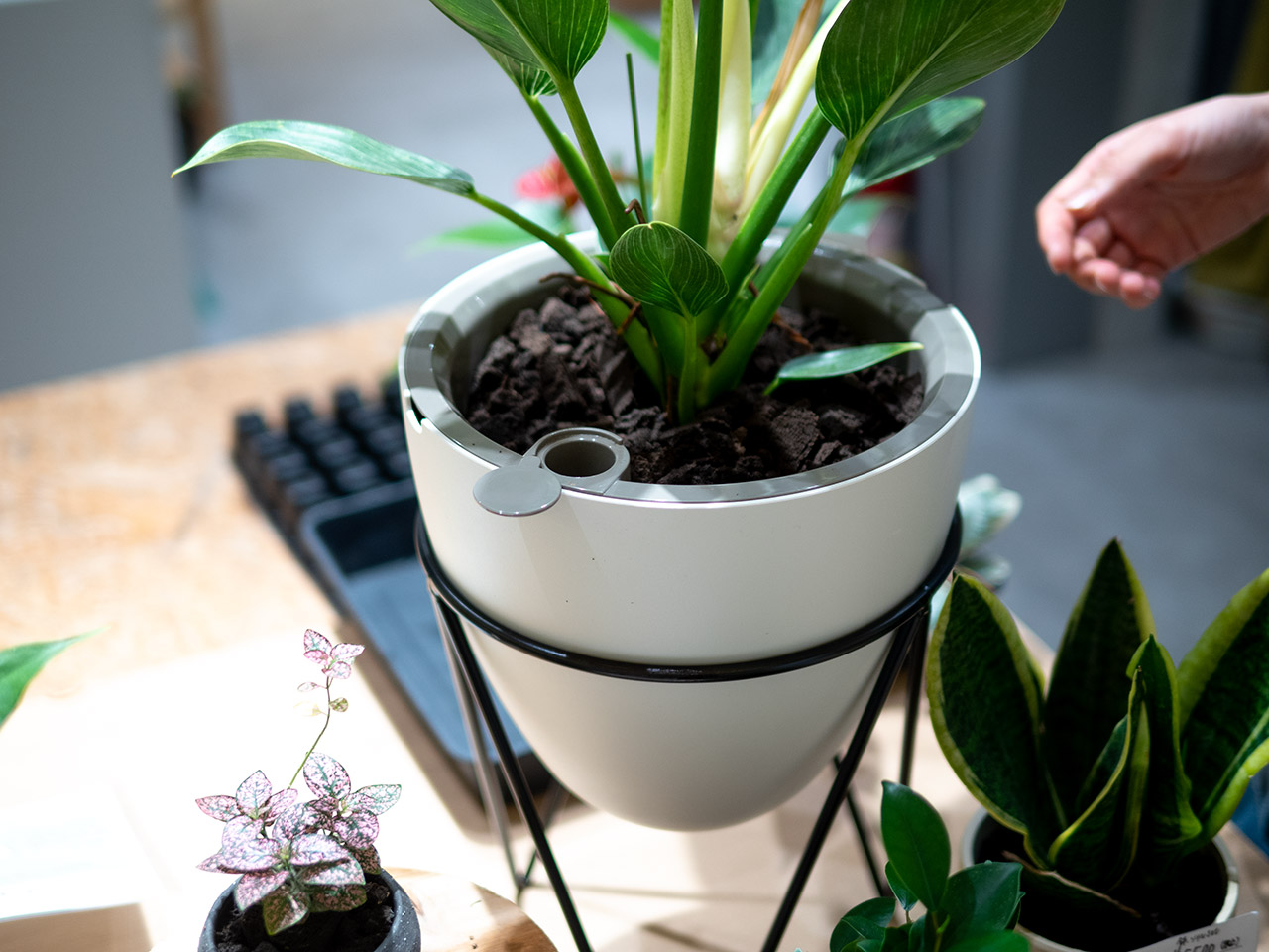 ▲左側にある小さな穴から水を差しておけば。