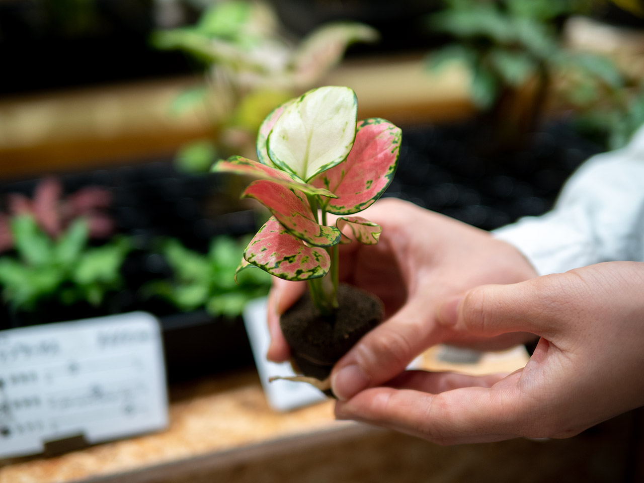 ▲赤くてかわいいアグラオネマ。