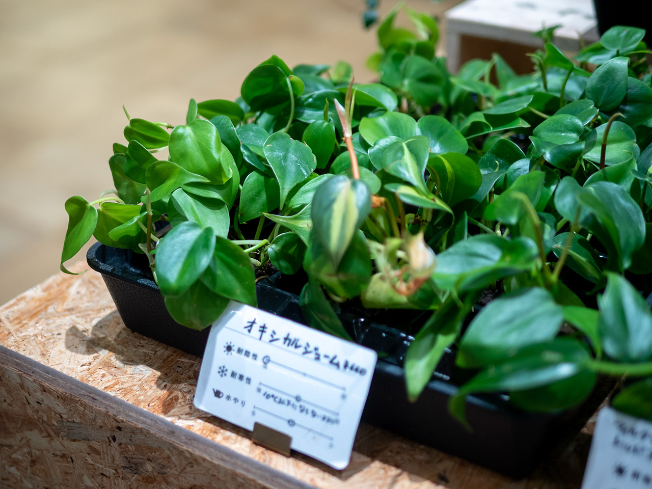 ▲ぐんぐん伸びる、オキシカルジューム。