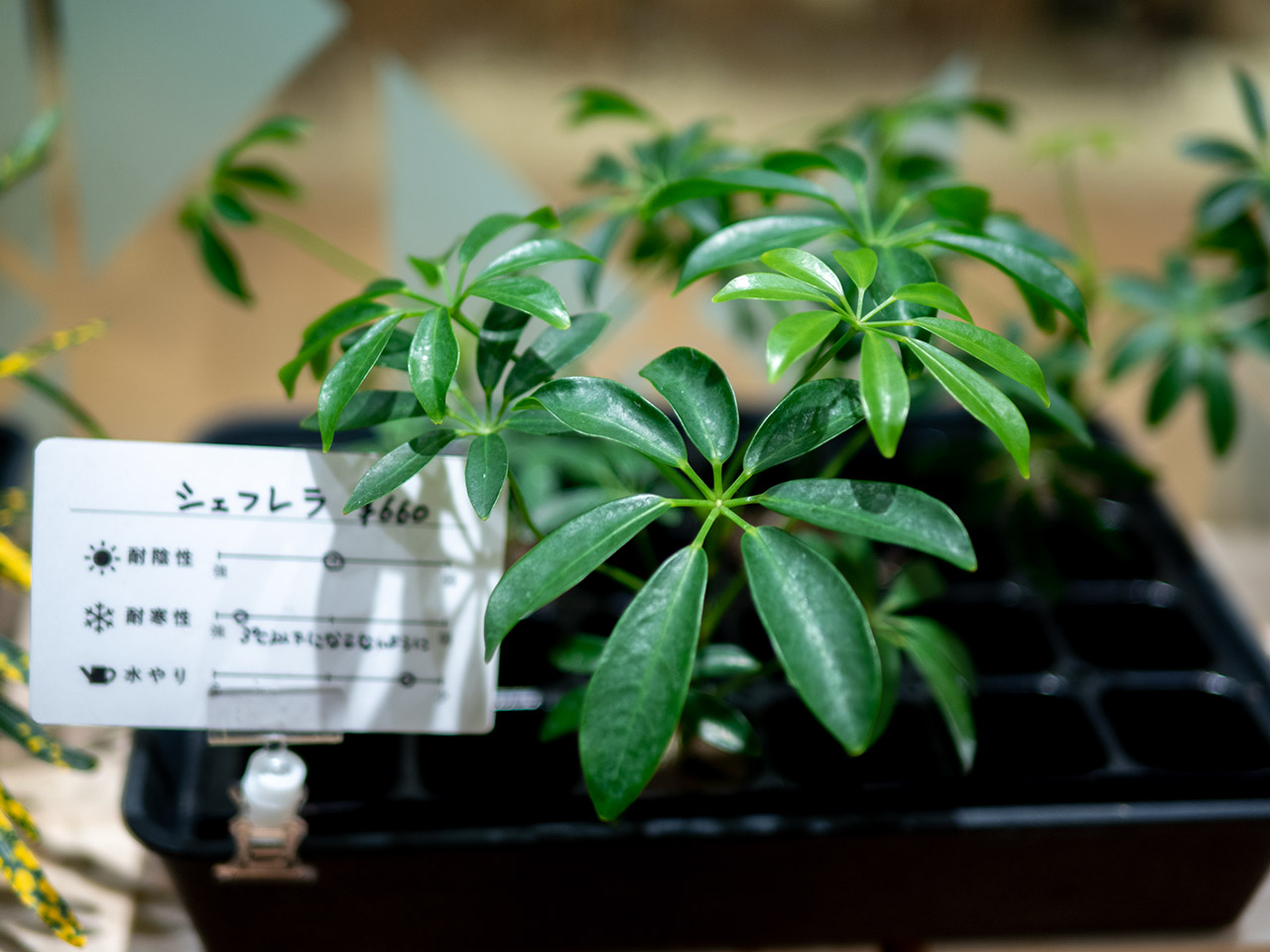 ▲ひろがった葉が表情ゆたかなシェフレラ。