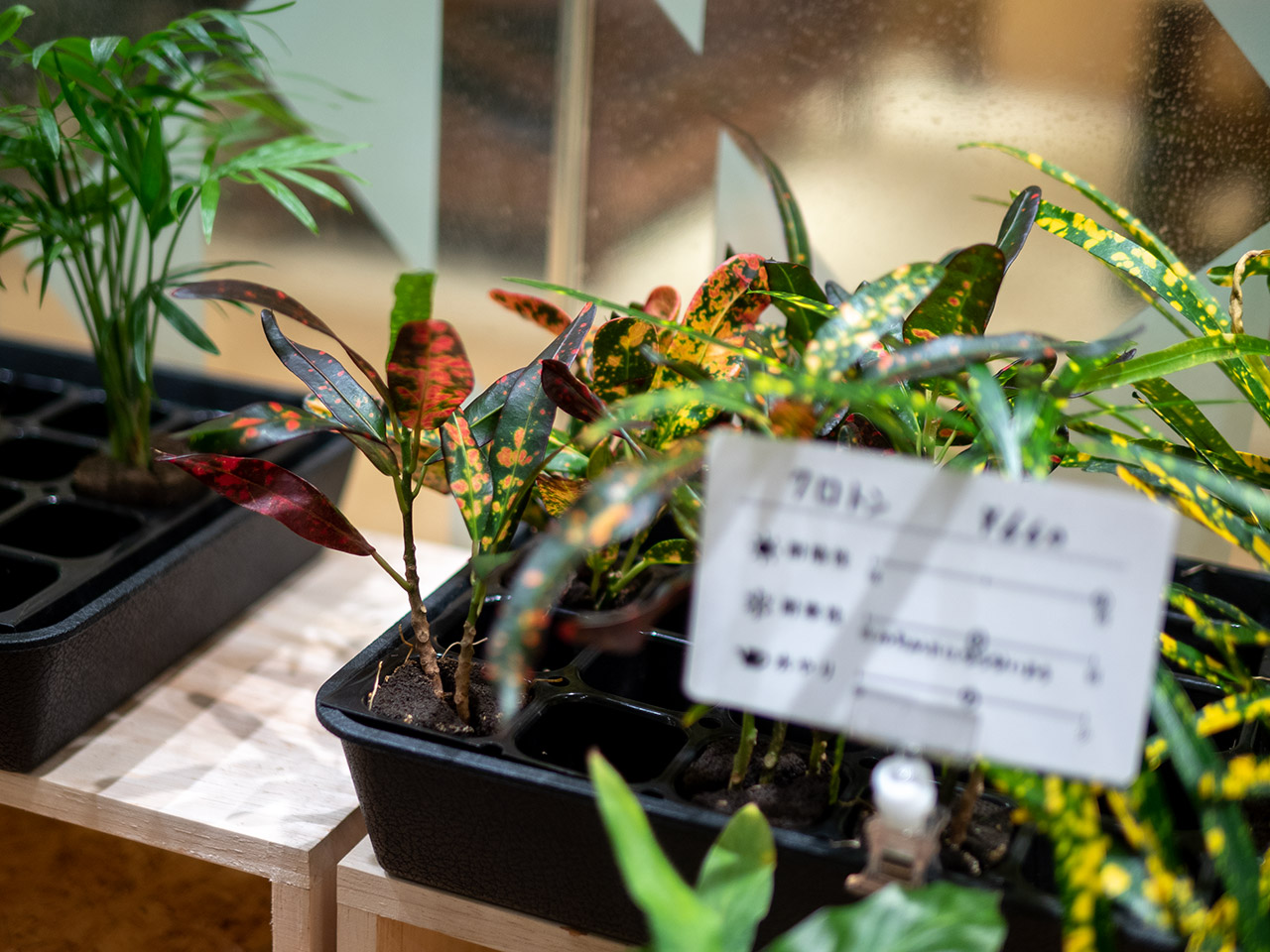 ▲クロトンは、赤や黄色があって個性的です。