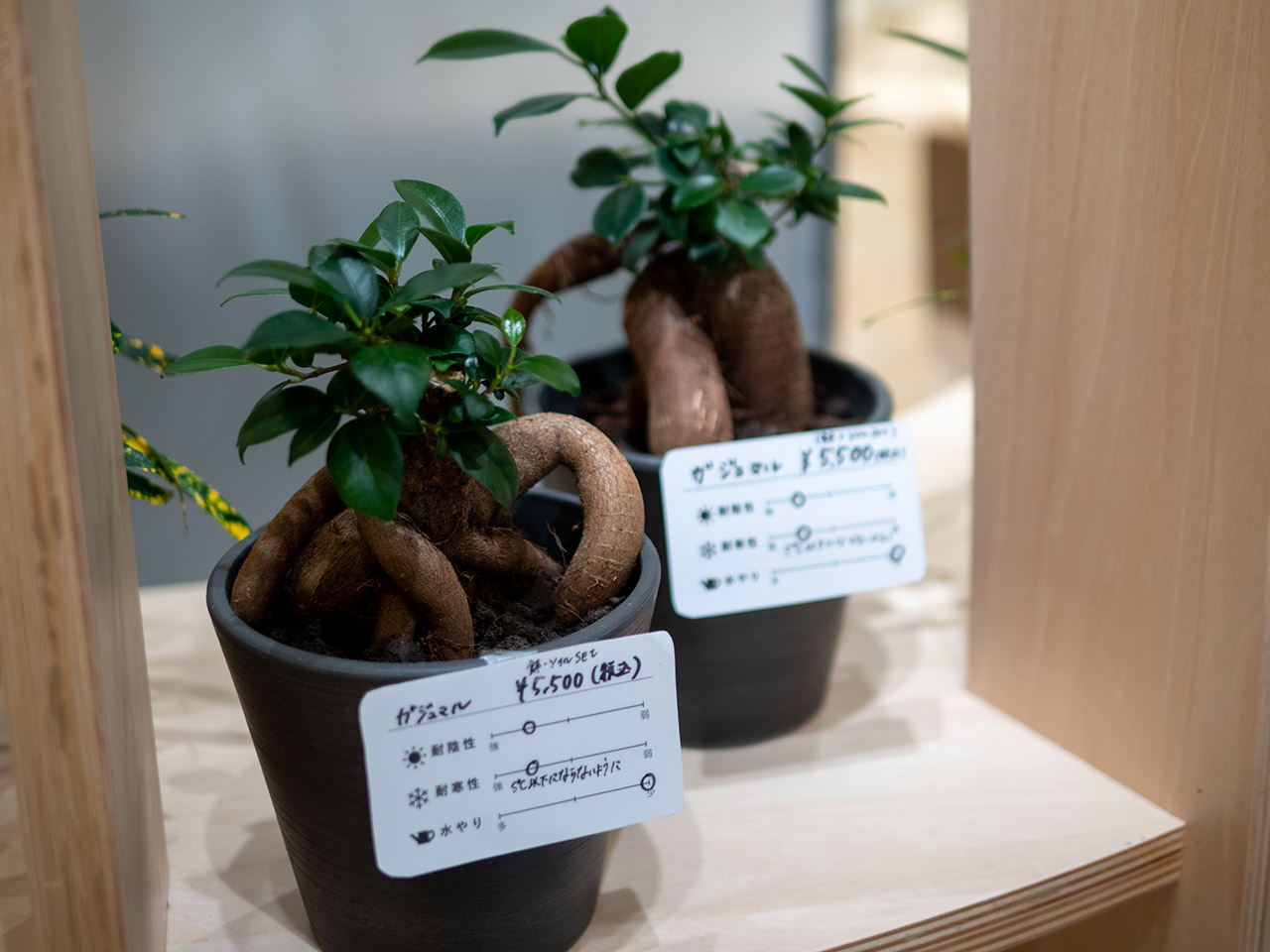 ▲いきいきしたガジュマル。