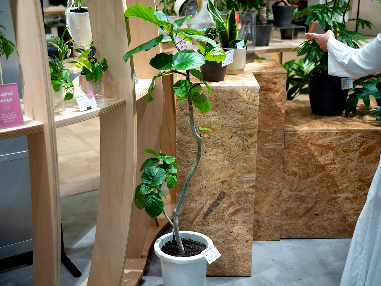 ▲大きな鉢も、フューチャーソイル。