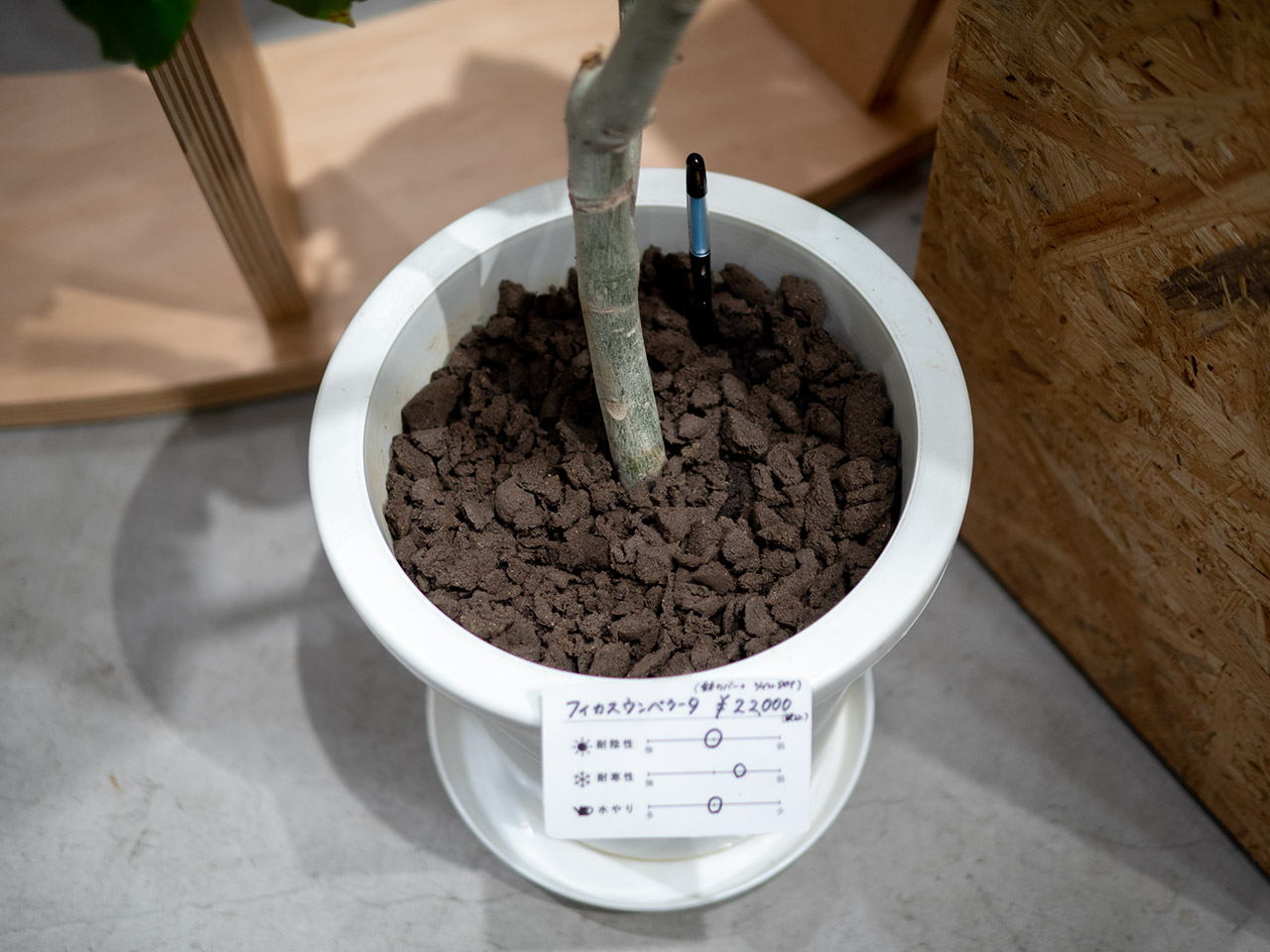 ▲フューチャーソイルで植え替えよう。