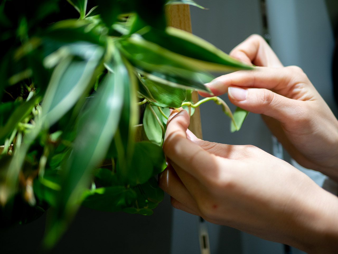 ▲プツプツからあたらしい根が生えてきます。