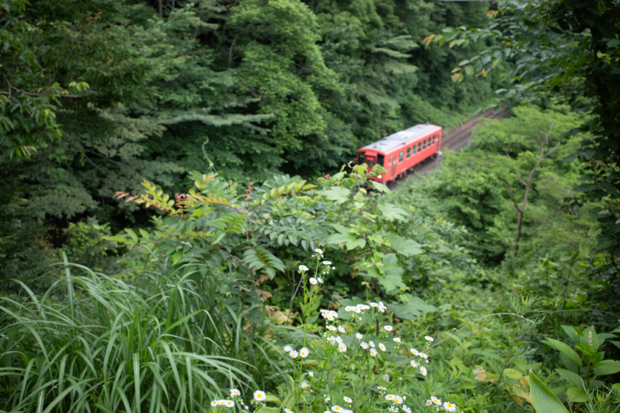 ▲続けざまにシャッターを押すも、今度は手前に草が！