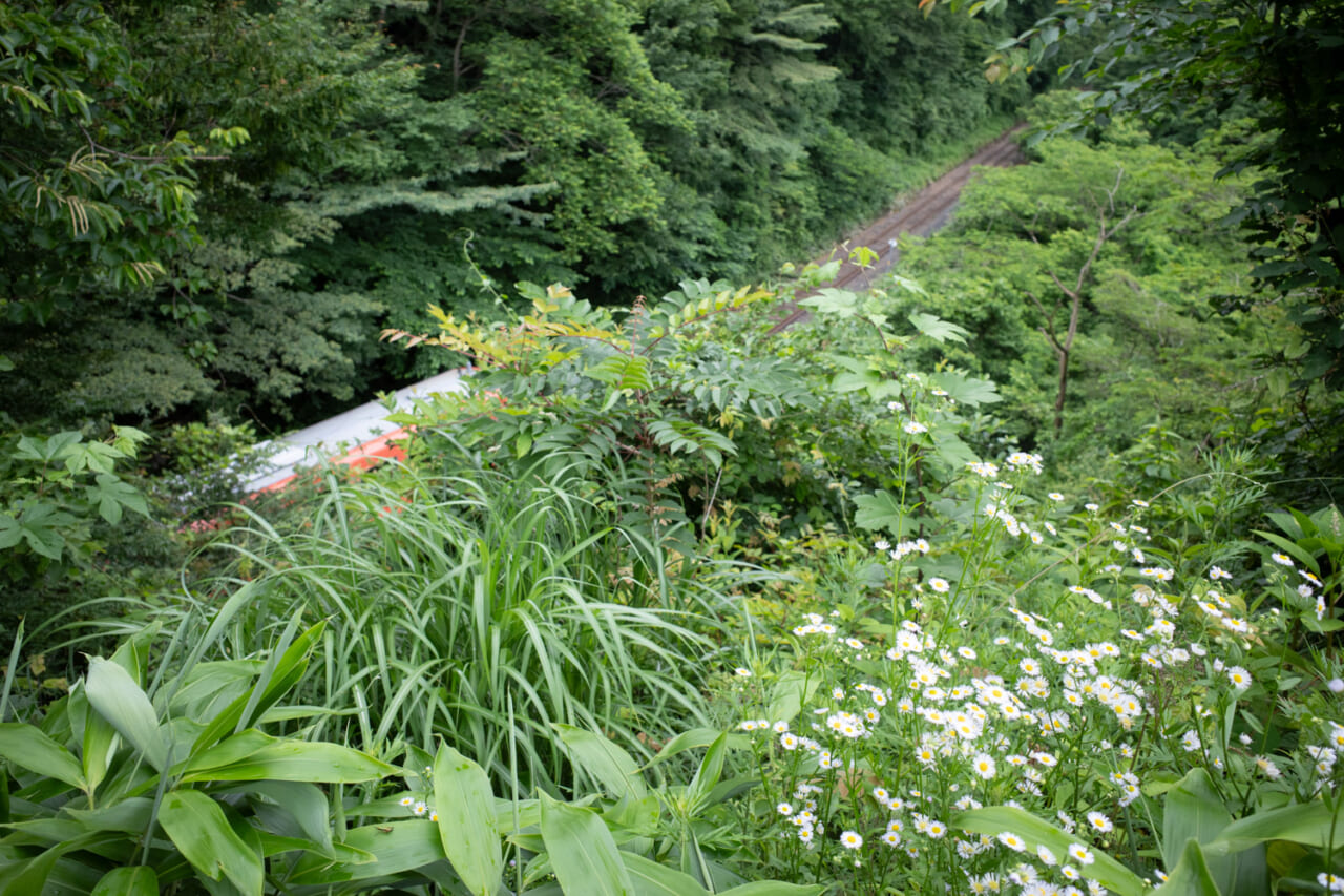 ▲ああ、森の中へと消えていく‥‥！