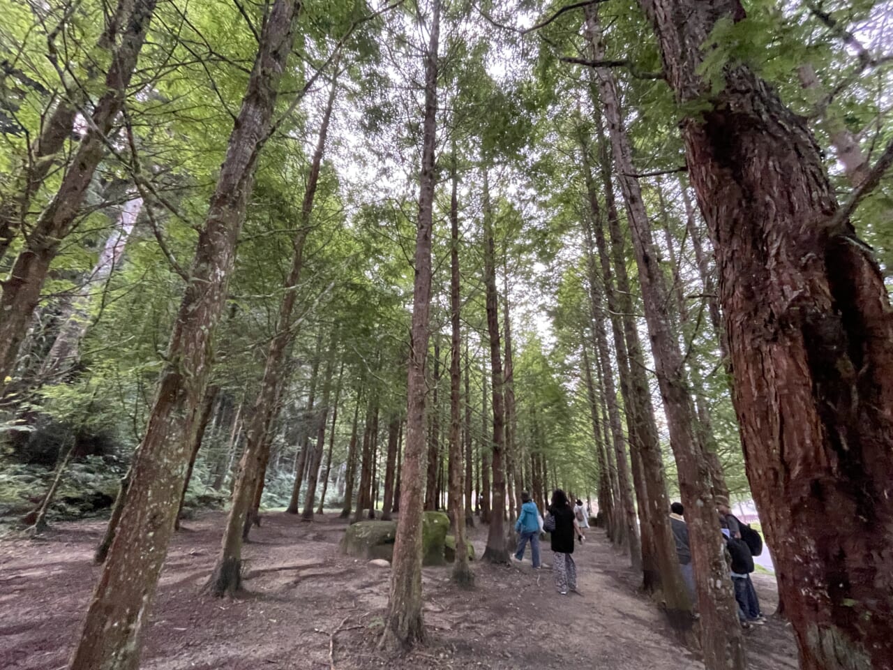 杉林渓森林生態区のお散歩。生きた化石と言われる絶滅危惧種、メタセコイヤの林。大きいものだと50メートルの高さになるんだとか。